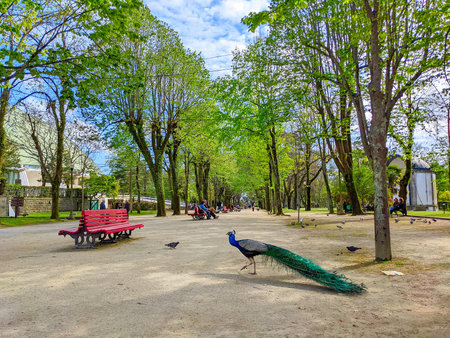 PORTO, PORTUGAL - APRIL 12, 2022: Peacock walking at park alley, people relaxing on benches in daytime, Jardim Palacio de Cristal, Porto, Portugalのeditorial素材