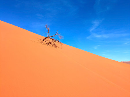 An old tree in Deadvlei, Namibiaの写真素材