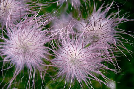 fluffy grassの写真素材