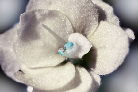 beauty white  flower. background for your designの写真素材