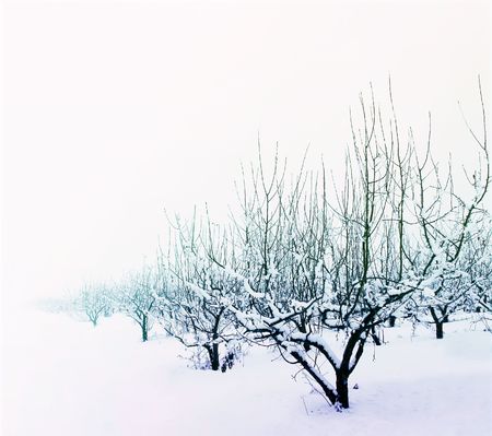 winter gardenの写真素材