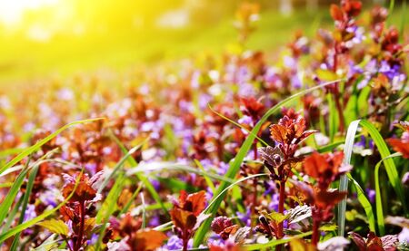  violet flowers on a background sunriseの写真素材