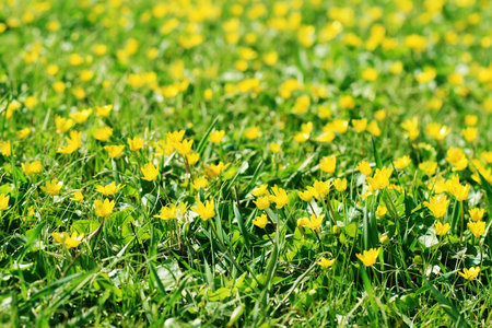 yellow flowersの写真素材