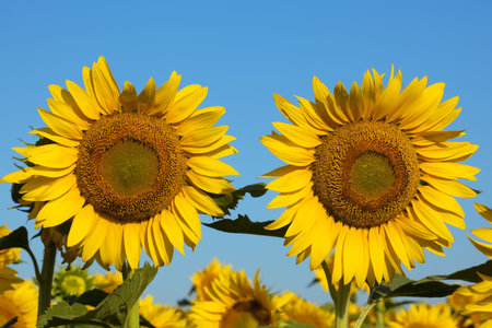 Pair of beauty sunflowers. Summer bloomy meadowの写真素材