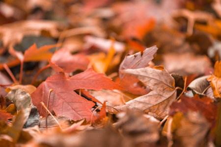 Bright orange fall leaf on ground during Autumn. Selective focus with copy space.