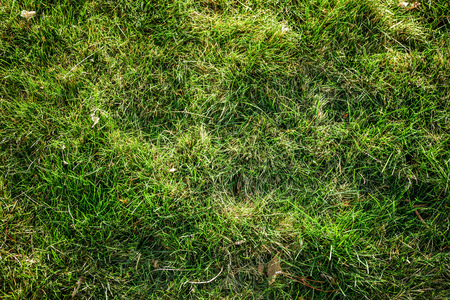Top view natural light spring green grass background with water dew droplets. Selective focus with background blur. Copy space.の写真素材