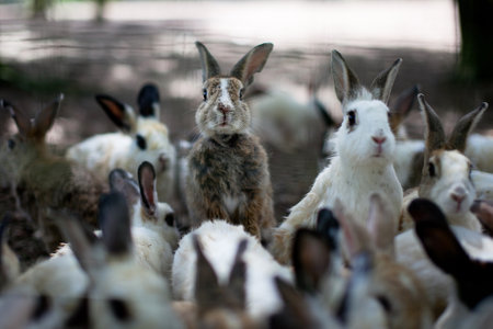 Rabbits on the field, rabbit looking at the camera.の写真素材