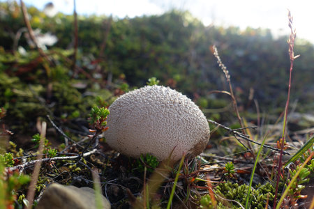 White Mushroom Growing Wild On Decaying Tree Bark