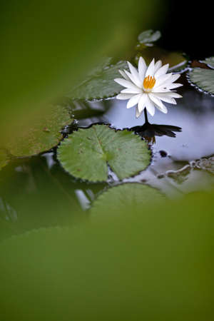 White water lily in the pondの写真素材