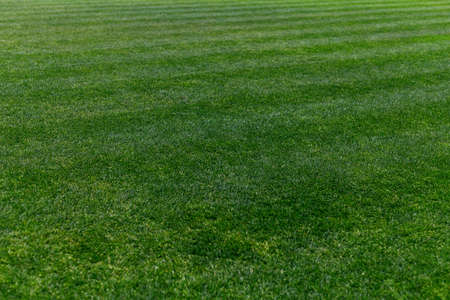 Full Frame Shot Of Grassy Fieldの写真素材