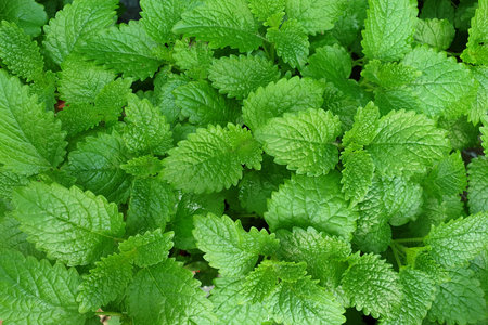 Fresh Green Mint Leaves Background