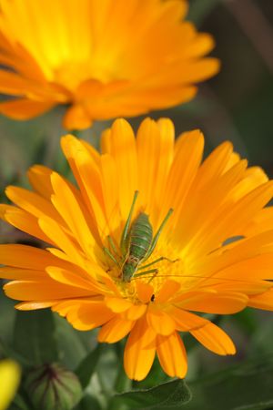 insectの写真素材