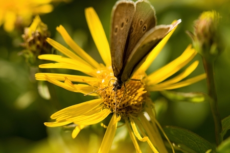 butterflyの写真素材