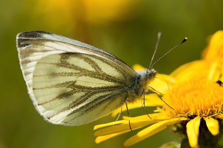 butterflyの写真素材