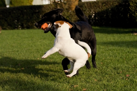 dogの写真素材