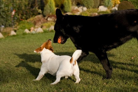 dogの写真素材