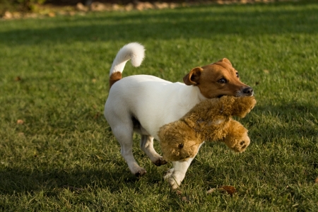 dogの写真素材