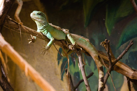 lizard