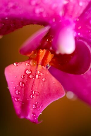 orchidの写真素材