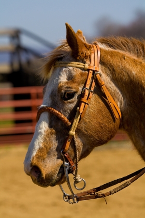 horseの写真素材
