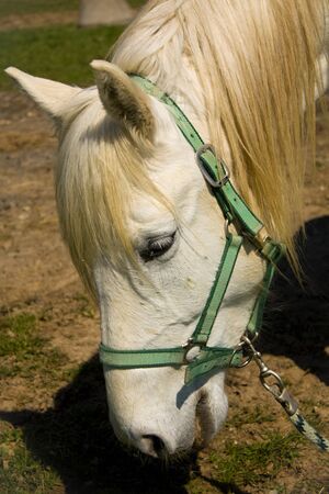 horseの写真素材