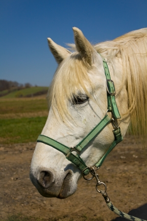 horseの写真素材