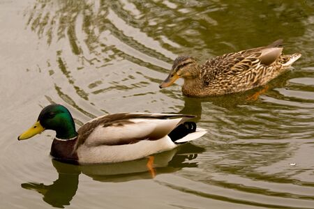 duckの写真素材