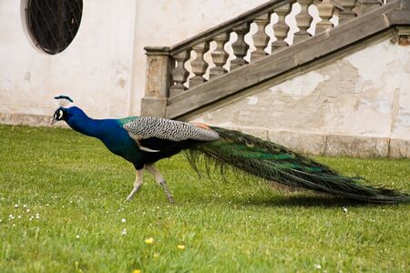 peacockの写真素材