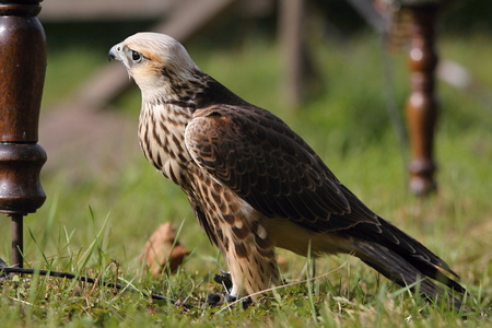falconの写真素材