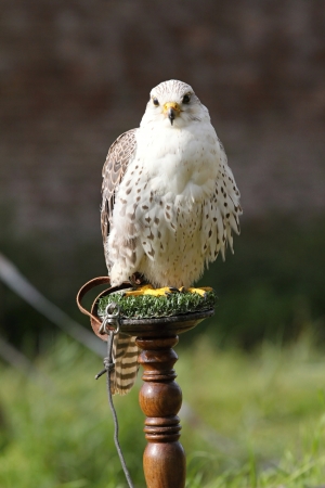falconの写真素材
