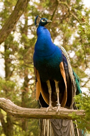 peacockの写真素材
