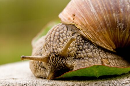 snailの写真素材