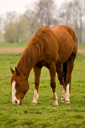 horseの写真素材