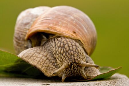 snailの写真素材