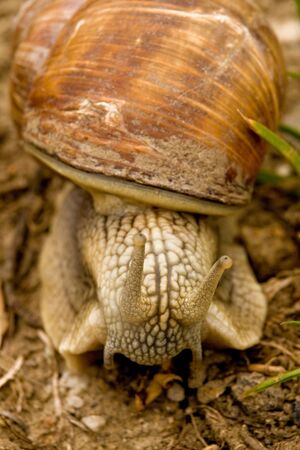 snailの写真素材