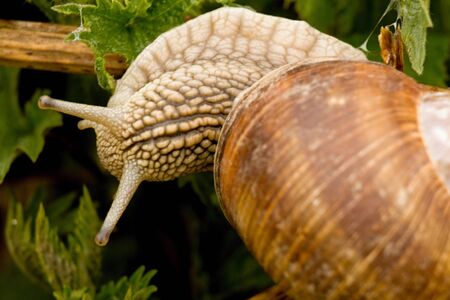 snailの写真素材