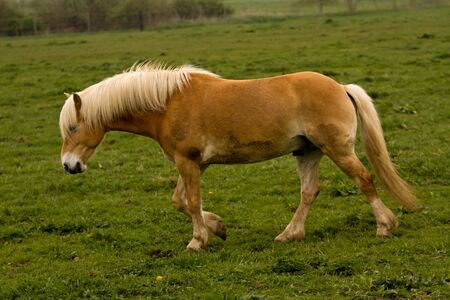 horseの写真素材