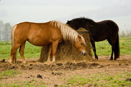 horseの写真素材