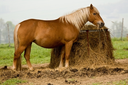horseの写真素材