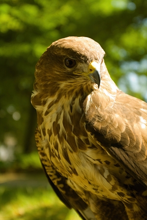falconの写真素材