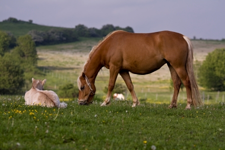 horseの写真素材