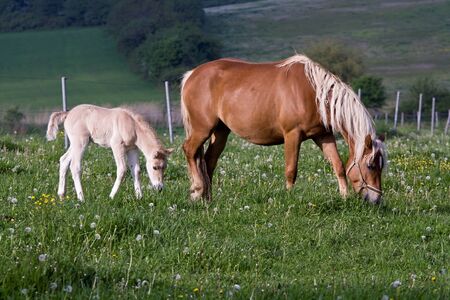 horseの写真素材