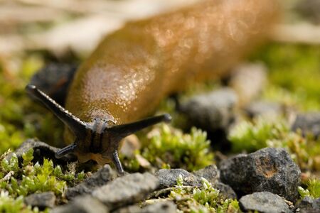 snailの写真素材