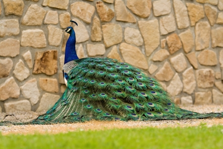 peacockの写真素材