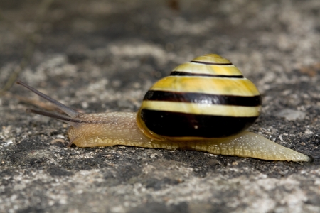 snailの写真素材