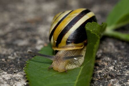 snailの写真素材