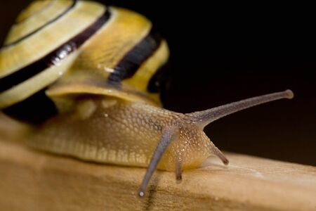 snailの写真素材