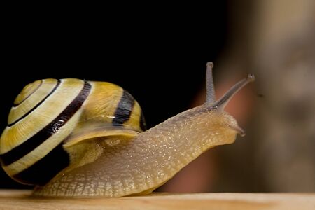 snailの写真素材
