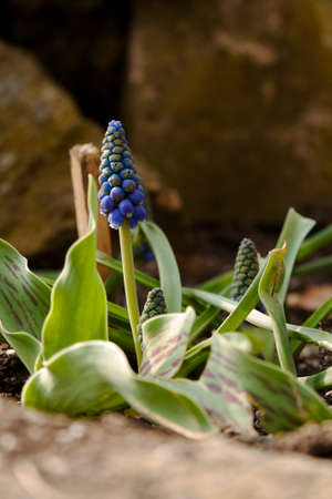 beautiful flower in the spring gardenの写真素材