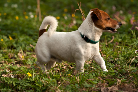 small white jack russel terrier